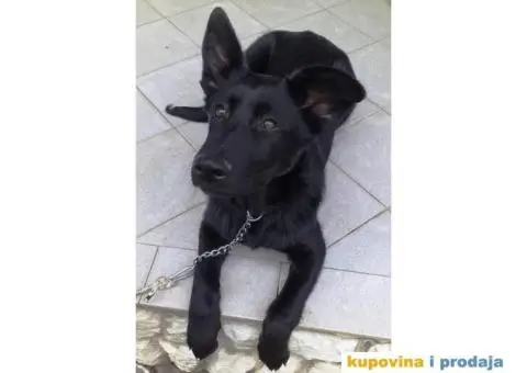 Nemački crni ovčar - dve ženke - 4/7
