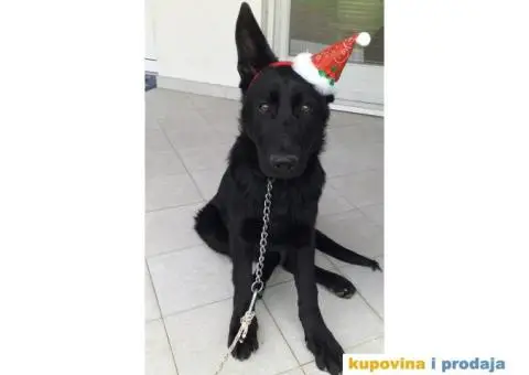 Nemački crni ovčar - dve ženke - 5/7