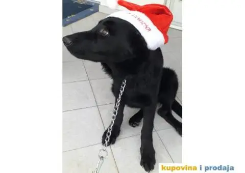 Nemački crni ovčar - dve ženke - 6/7