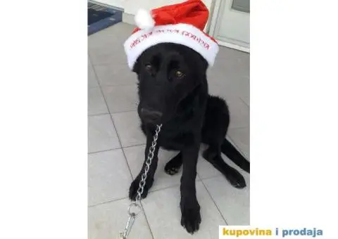 Nemački crni ovčar - dve ženke - 7/7