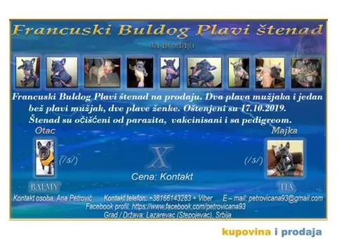 Francuski Buldog Plavi - 1/10