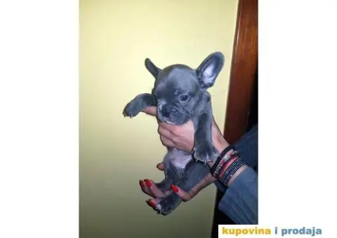 Francuski Buldog Plavi - 2/10