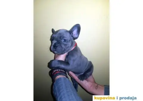Francuski Buldog Plavi - 3/10