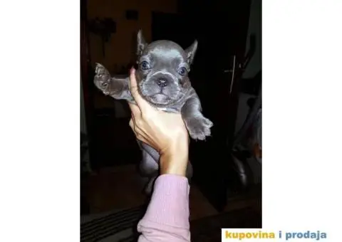 Francuski Buldog Plavi - 4/10