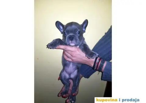 Francuski Buldog Plavi - 5/10