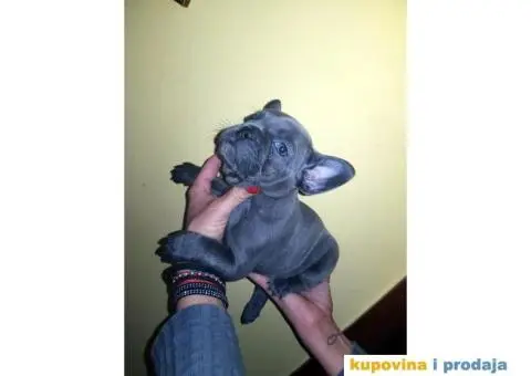 Francuski Buldog Plavi - 6/10