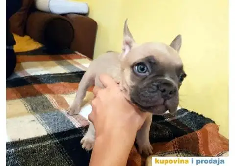 Francuski Buldog Plavi - 7/10