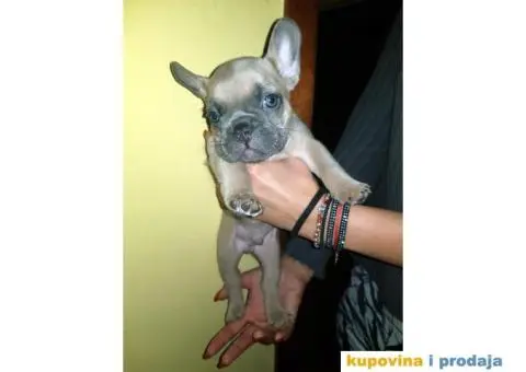 Francuski Buldog Plavi - 8/10