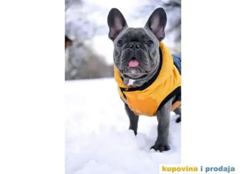 Francuski Buldog Plavi - 10/10