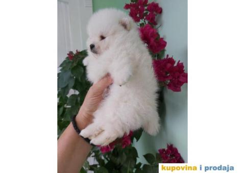 Pomeranci BOO stenci - 1/3