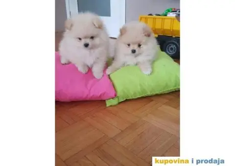 Pomeranci BOO stenci - 2/3