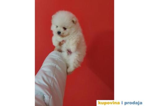 Pomeranci BOO stenci - 3/3