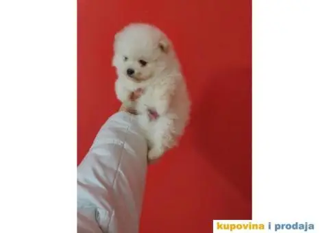 Pomeranci BOO stenci - 3/3