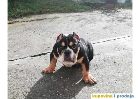 AMERICAN BULLY atraktivna stenad - 1/9