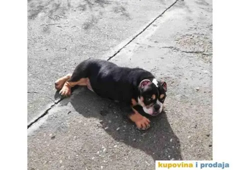 AMERICAN BULLY atraktivna stenad - 2/9