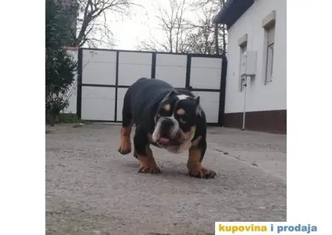 AMERICAN BULLY atraktivna stenad - 3/9