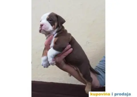 AMERICAN BULLY atraktivna stenad - 4/9