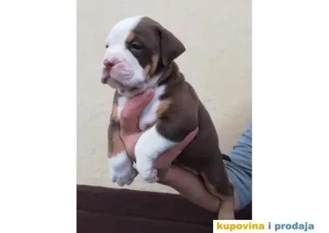 AMERICAN BULLY atraktivna stenad - 5/9