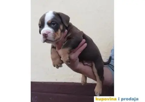 AMERICAN BULLY atraktivna stenad - 6/9