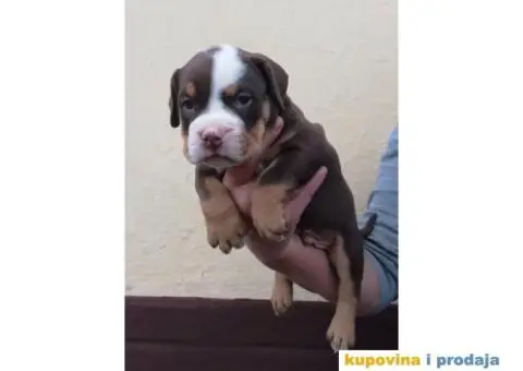 AMERICAN BULLY atraktivna stenad - 7/9