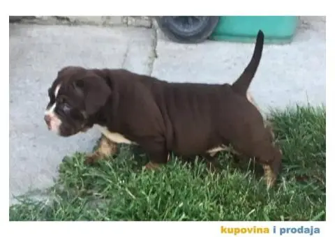AMERICAN BULLY atraktivna stenad - 8/9