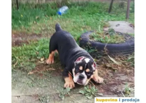 AMERICAN BULLY atraktivna stenad - 9/9