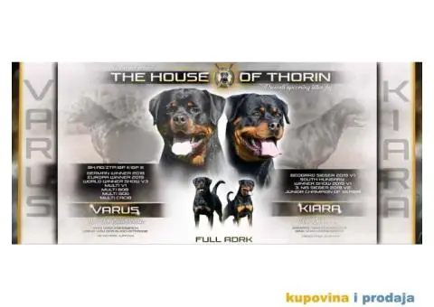 Vrhunsko leglo ADRK ROTVAJLERA - 1/8