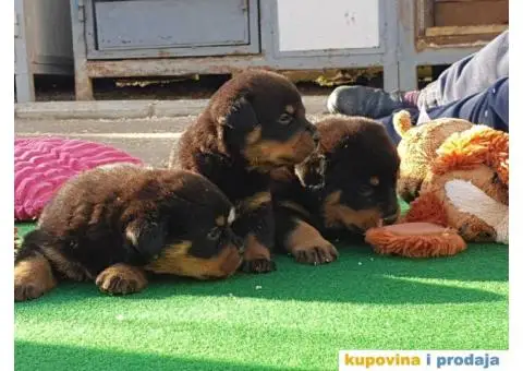 Vrhunsko leglo ADRK ROTVAJLERA - 3/8