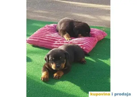 Vrhunsko leglo ADRK ROTVAJLERA - 4/8