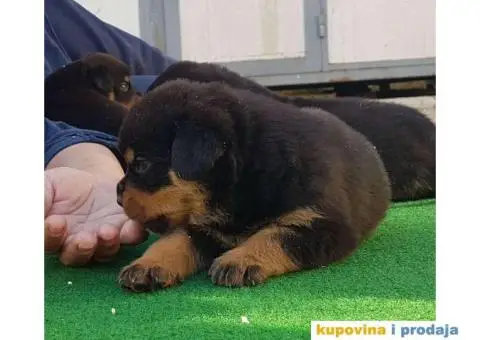 Vrhunsko leglo ADRK ROTVAJLERA - 5/8