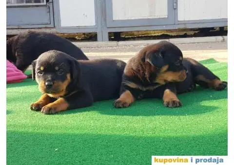 Vrhunsko leglo ADRK ROTVAJLERA - 6/8