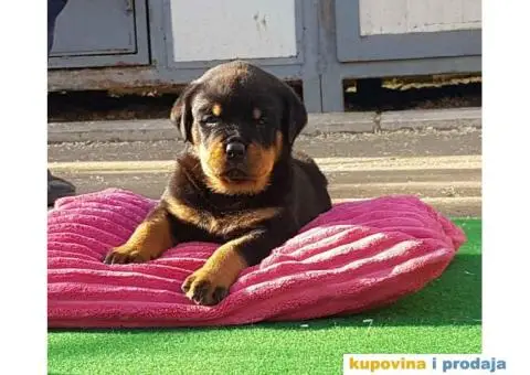 Vrhunsko leglo ADRK ROTVAJLERA - 7/8