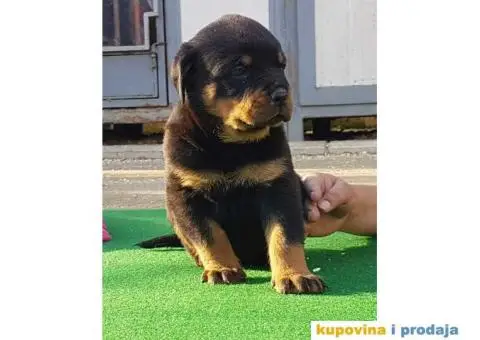 Vrhunsko leglo ADRK ROTVAJLERA - 8/8