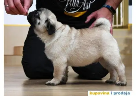 Mužjak i ženka bež MOPSA - 1/9