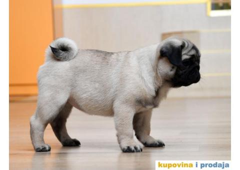 Mužjak i ženka bež MOPSA - 2/9