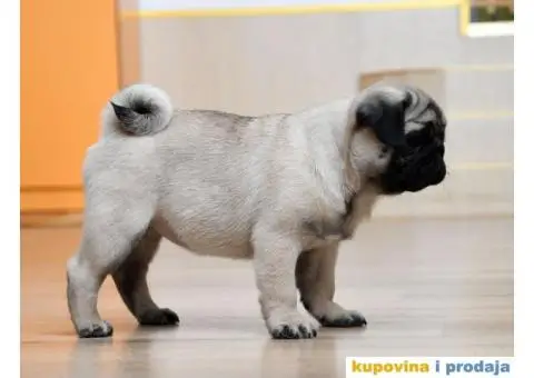 Mužjak i ženka bež MOPSA - 2/9