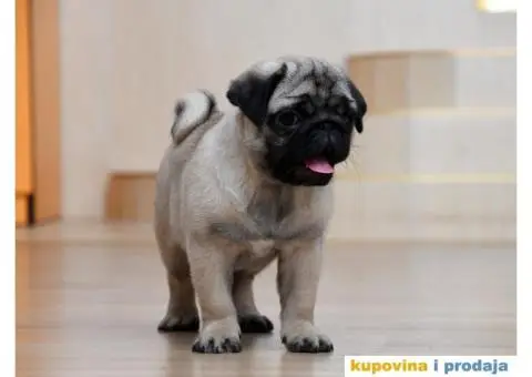 Mužjak i ženka bež MOPSA - 3/9