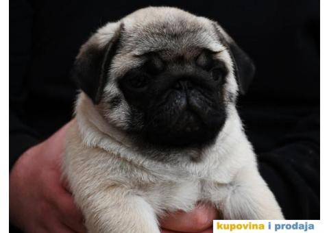 Mužjak i ženka bež MOPSA - 4/9