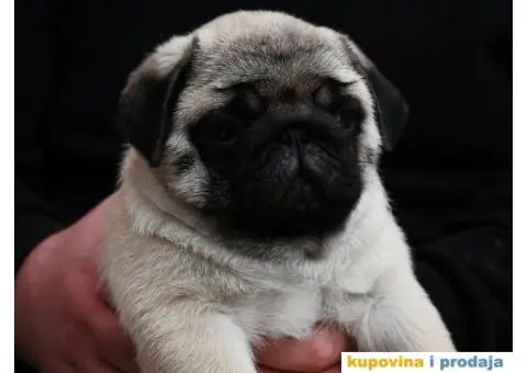 Mužjak i ženka bež MOPSA - 4/9