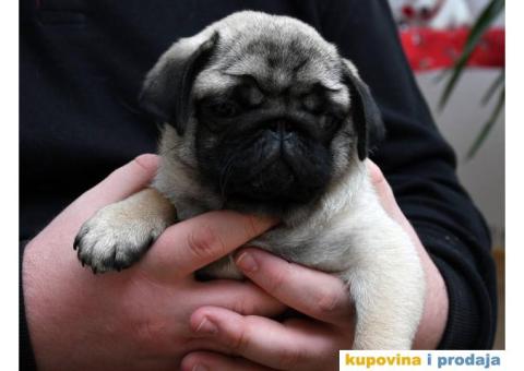 Mužjak i ženka bež MOPSA - 5/9