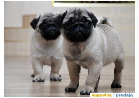 Mužjak i ženka bež MOPSA - 6/9