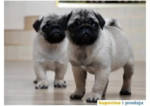 Mužjak i ženka bež MOPSA - 6/9