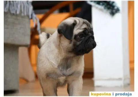 Mužjak i ženka bež MOPSA - 7/9