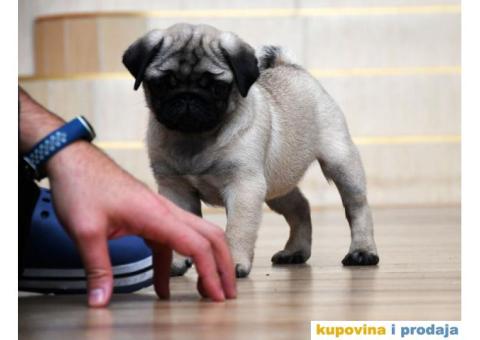 Mužjak i ženka bež MOPSA - 8/9