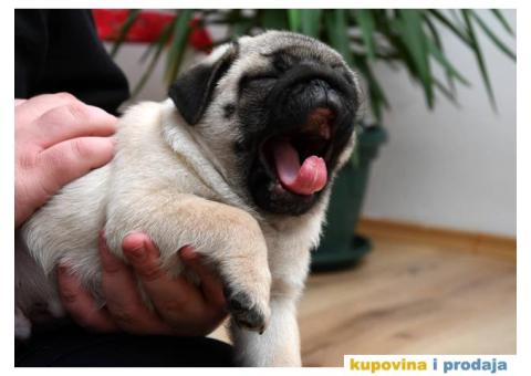 Mužjak i ženka bež MOPSA - 9/9