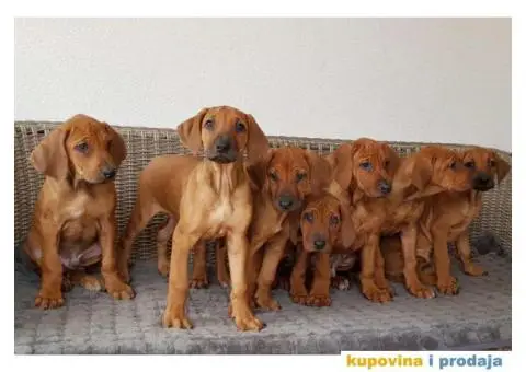 RODEZIJSKI RIDZBEK stenci - 1/5