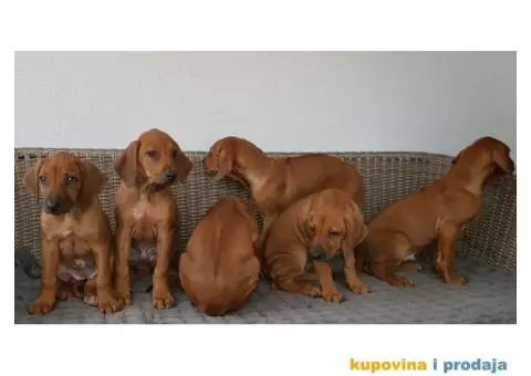 RODEZIJSKI RIDZBEK stenci - 2/5