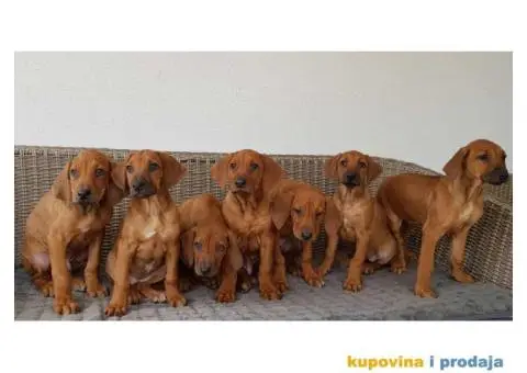 RODEZIJSKI RIDZBEK stenci - 3/5