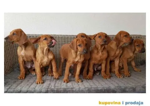 RODEZIJSKI RIDZBEK stenci - 4/5