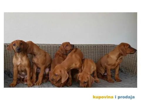 RODEZIJSKI RIDZBEK stenci - 5/5